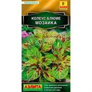Колеус блюме Мозаика - фото 67360