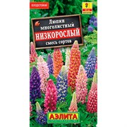 Люпин Низкорослый смесь - фото 67369 Люпин Низкорослый смесь - фото 67369