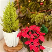 Горшок Сигма 10,2л белый с вкладкой - фото 67410