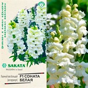 Львиный зев Соната белая 7шт - фото 67412