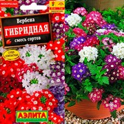Вербена гибридная смесь - фото 67458