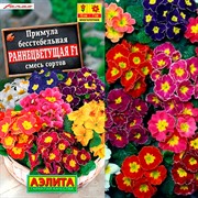 Примула Раннецветущая - фото 67459