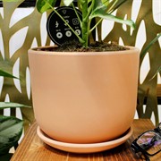 Горшок Терракота 1,6л бук №2 - фото 67781