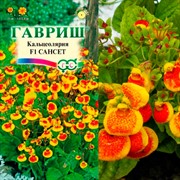 Кальцеолярия Сансет 10шт - фото 67852