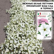 Петуния Пендолино белая 7шт - фото 67897