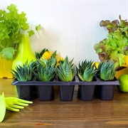 Кассета для рассады 10 ячеек - фото 67916