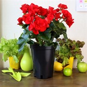 Горшок для роз 16х20 3л твёрдый Амина - фото 67946