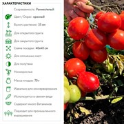 Томат Запуняка 0,05гр ранний - фото 68285