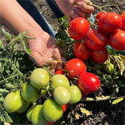 Томат Запуняка 0,05гр ранний - фото 68286