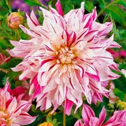 Георгина Декоративная Бристол Страйп - фото 68357