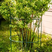 Комплект опор для растений 2шт метал зелёная Корона 58-920Gr-2 - фото 69512