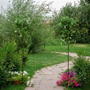 Арка садовая металлическая высота 235см 863-31R - фото 69591