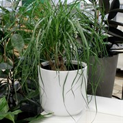 Горшок Дельта 30х30 17,3л белый с вкладкой - фото 71040