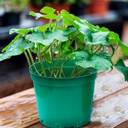 Горшок для рассады 5л зелёный - фото 72498