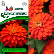 Цинния Рябиновая пастила 5шт - фото 72506