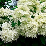 Гортензия метельчатая Данталь Де Горрон - фото 72563