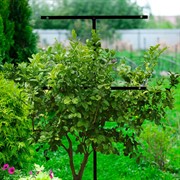 Опора для вьющихся растений садовая высота 82см металл 57-941 - фото 73112