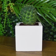 Кашпо Куб 0,15л гипс - фото 73303