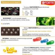 Удобрение БОНА ФОРТЕ для рассады 10мл красота - фото 73376