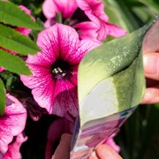 Удобрение Фертика Leaf POWER 50г для петуний - фото 73980