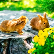 Крышка люка декоративная Секвойя малая U09178 - фото 74025