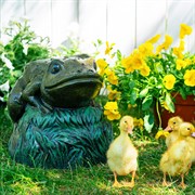 Крышка декоративная для маскировки садовых коммуникаций Лягушка на камне U09182 - фото 74040