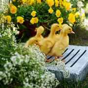 Поддон для умывальника под бетон плоский U09100-BT - фото 74942