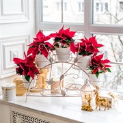 Подставка для цветов на подоконник на 7 цветов металл 14-917-WG - фото 74988