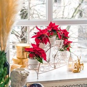 Подставка для цветов на подоконник на 7 цветов металл 14-917-WG - фото 74989