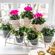 Подставка для цветов на подоконник на 7 цветов металл 14-917-WG - фото 74990