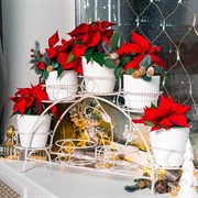 Подставка для цветов на подоконник на 7 цветов металл 14-917-WG - фото 74994