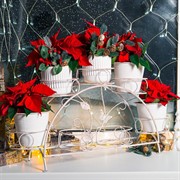 Подставка для цветов на подоконник на 7 цветов металл 14-917-WG - фото 74995