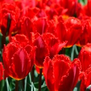 Тюльпан бахромчатый Кристал Бьюти (3) - фото 75222