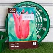 Тюльпан лилиецветный Мариэтт (3) - фото 75223