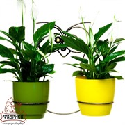 Подставка 96-002 настенная Сова на 2 цветка - фото 7548 Подставка 96-002 настенная Сова на 2 цветка - фото 7548