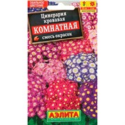 Цинерария комнатная - фото 75648