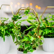 Опора для комнатных растений металл золото 35см 57-933G - фото 75702