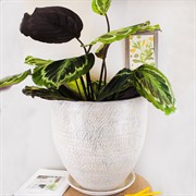 Горшок ТЕКСТУРА 26л бутон бело-жемчужный 37см - фото 76049