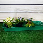 Парник на подоконник 4 места - фото 77057