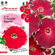 Петуния Калиффо бордовая 7шт - фото 77107