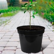 Горшок для рассады 29х22 10л - фото 77307