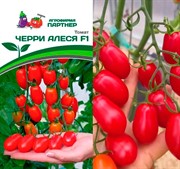 Томат Черри Алеся F1 5шт - фото 77563
