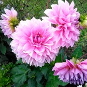 Георгина Декоративная Лавандер Перфекшн - фото 78360