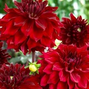 Георгина Декоративная Мингус Алекс - фото 78361