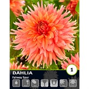 Георгина Декоративная Фейрвей Спур - фото 78362