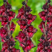 Гладиолус крупноцветковый Блэк Си (7) - фото 78366