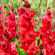 Гладиолус крупноцветковый Вельвет Расберри (7) - фото 78367