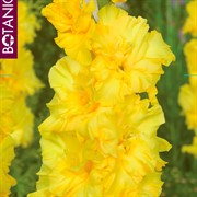 Гладиолус крупноцветковый Харизма (5) - фото 78368