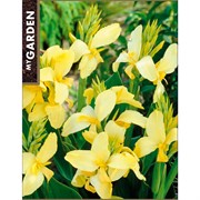 Канна Йеллоу Хамберт - фото 78370