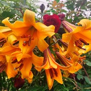 Лилия трубчатая Африкан Квин - фото 78371